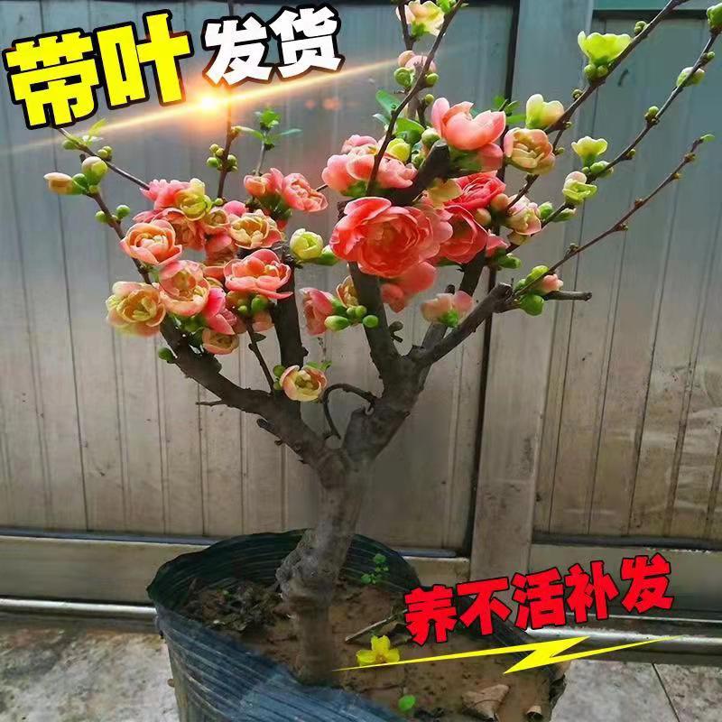 平邑县长寿果海棠盆栽   长寿果海棠，可盆栽，可树状成活率