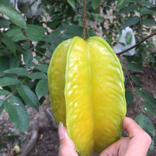 广州杨桃