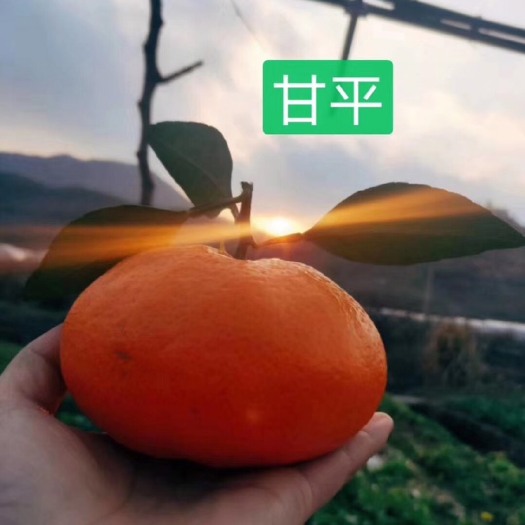金堂县甘平柑橘苗 甘平苗出售