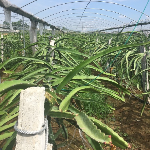金堂县自家果园出售红心火龙果苗