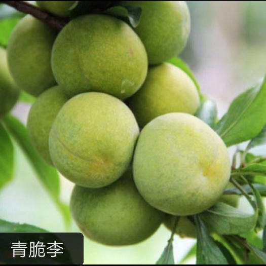 金堂县凤凰李子树苗  李子树苗出售嫁接青脆李，脆红李，凤凰李，