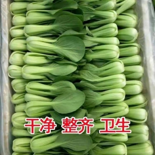 热销上海青，专业代收，货源充足。