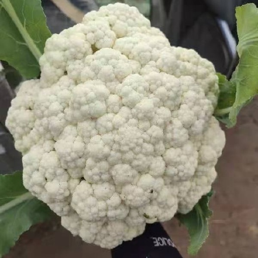 沛县花菜 青梗菜花