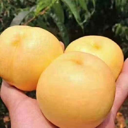 营口油蟠桃苗 油桃树