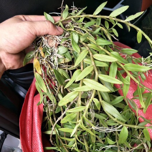 环江县30元美花石斛，小黄草，有现货