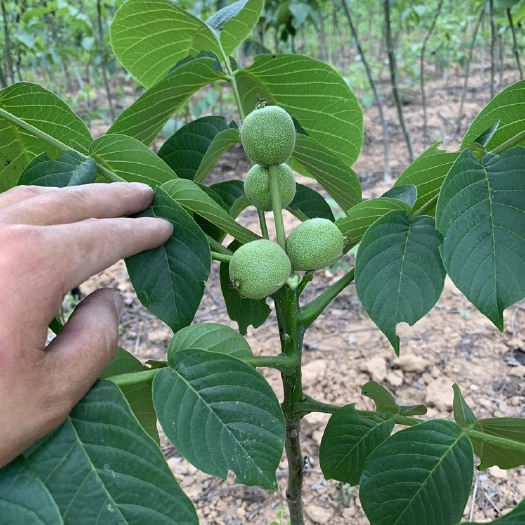 赞皇县核桃苗  出售嫁接薄皮核桃树苗。量大从优。基地直发。现挖现发