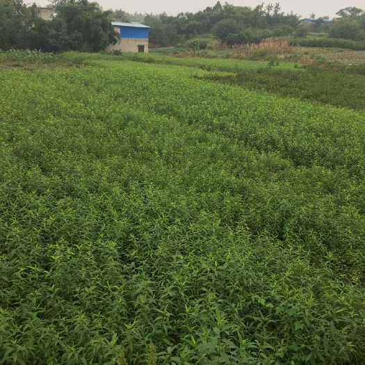 金堂县毛桃苗出售，