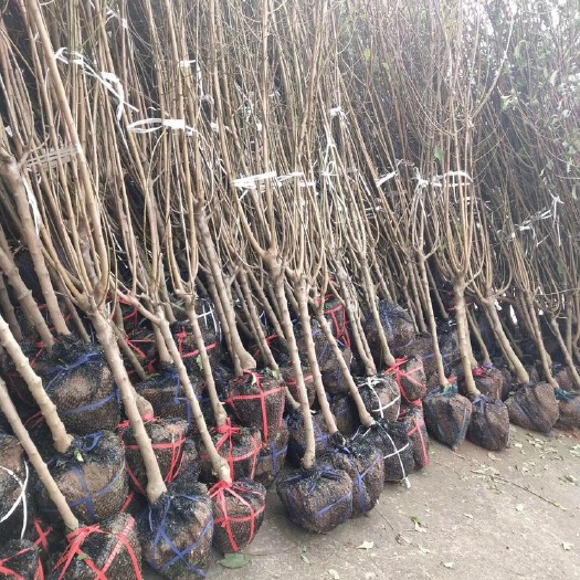 金堂县水蜜桃苗 1~3公分嫁接桃苗，3~6公分桃树苗出售
