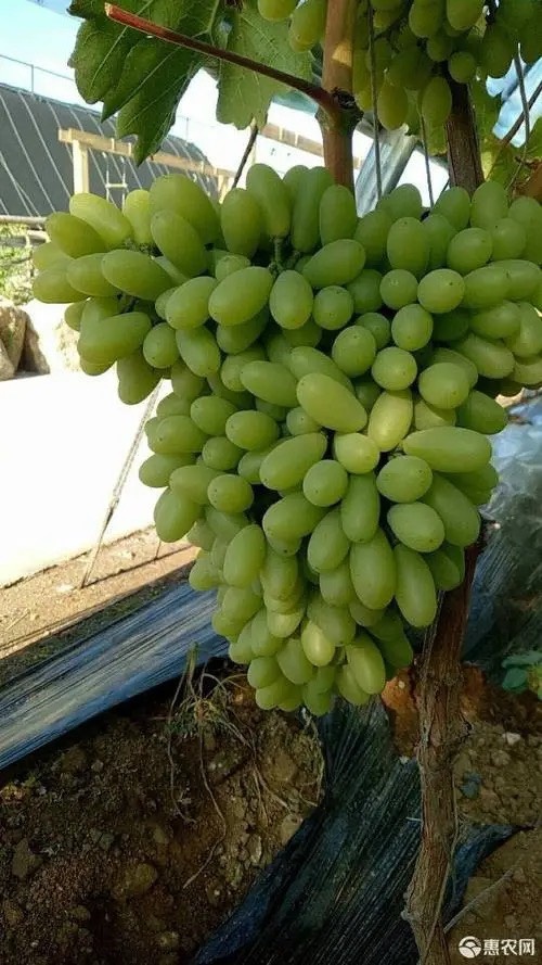 营口白鸡心葡萄苗，嫁接无核白鸡心葡萄苗脱毒处理苗