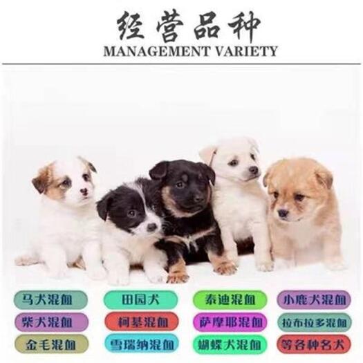 嘉祥县 出售马犬，高加索，金毛，拉布拉多，泰迪，哈士奇，柯基犬，德牧