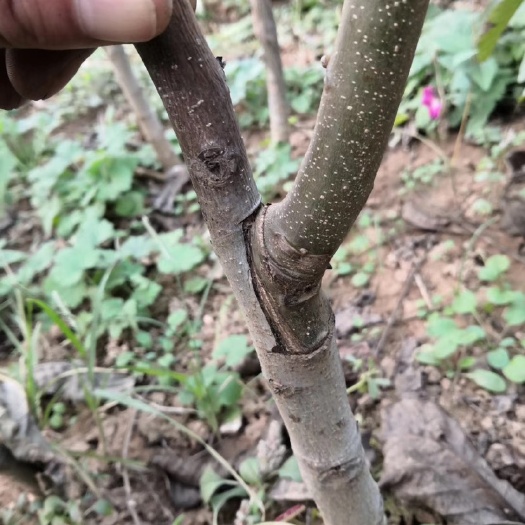 赞皇县薄皮核桃苗  出售嫁接薄皮核桃树苗。基地直发。需要的老板可以