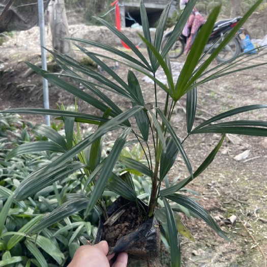 漳浦县 棕竹