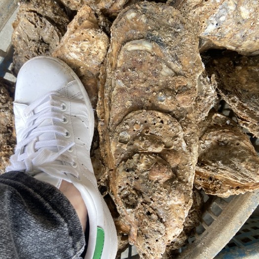 广州生蚝 本蚝场主营：湛江北潭蚝、珠海白蚝、特大龙蚝、超大蚝蚝