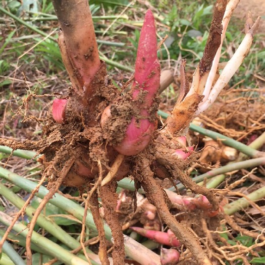 信宜市红豆蔻药材苗