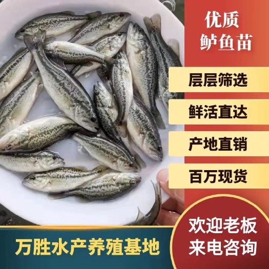 广州鲈鱼苗 加州鲈鱼苗 路亚苗 热带淡水大口黑鲈鱼苗