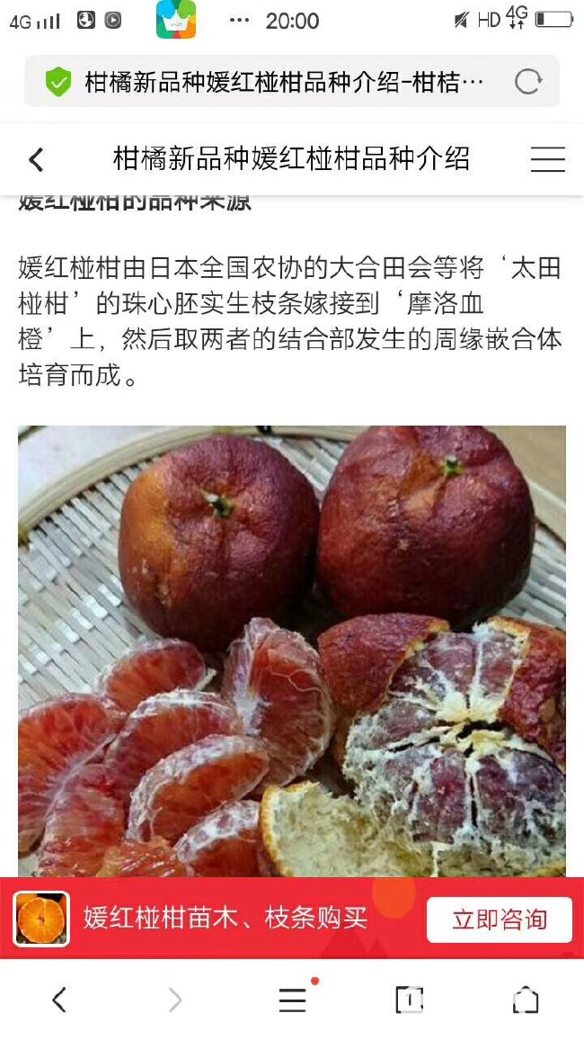  媛红碰柑苗出售，红肉碰柑苗出售