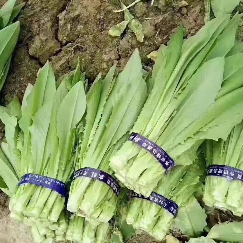 青油麥 精品油麥菜