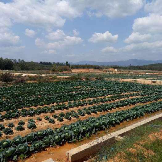 阳西县 甘蓝圆包菜