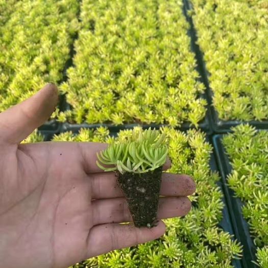 开封金叶佛甲草