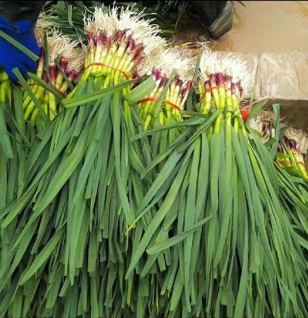 丰县红根蒜苗红皮蒜苗叶青根红丰县大蒜产地陆续上市水洗精品价优