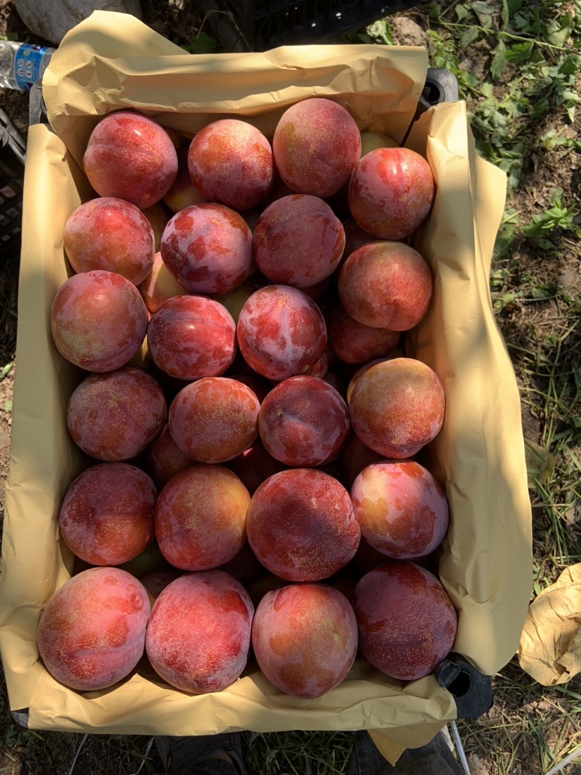 大红袍李子 红李子大红袍，幸运，红布李，