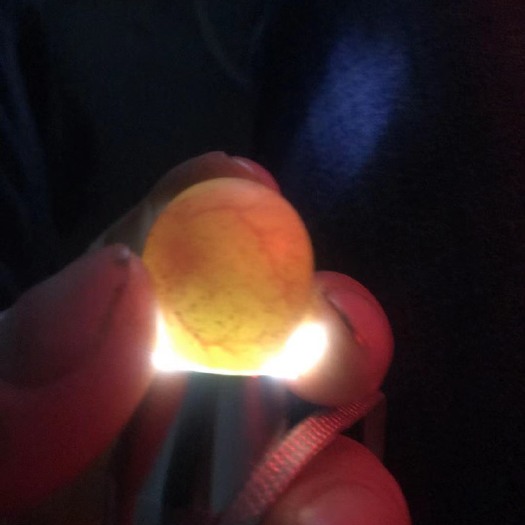 深圳芦丁鸡种蛋 芦丁鸡受精蛋种蛋 可孵化