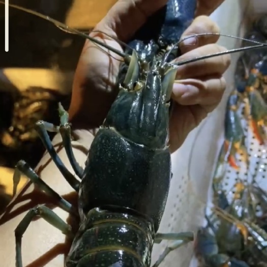 化州市澳洲龙虾 澳洲淡水龙虾 
 1两-2两每只