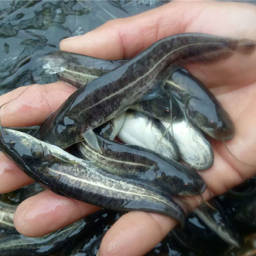 高州市南方大口鲶鱼苗/杂交大口鲶鱼苗快大型推荐 欢迎议价价包邮。