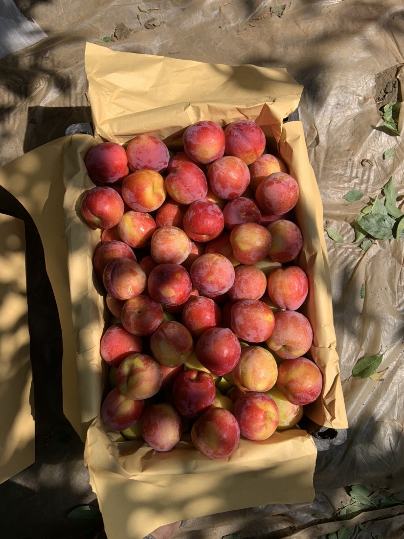 大红袍李子 红李子大红袍，幸运，红布李，