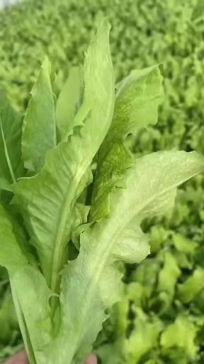 青油麥 精品油麥菜