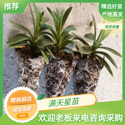 昆明满天星小苗 开花快重瓣 星空白绿植正品包邮