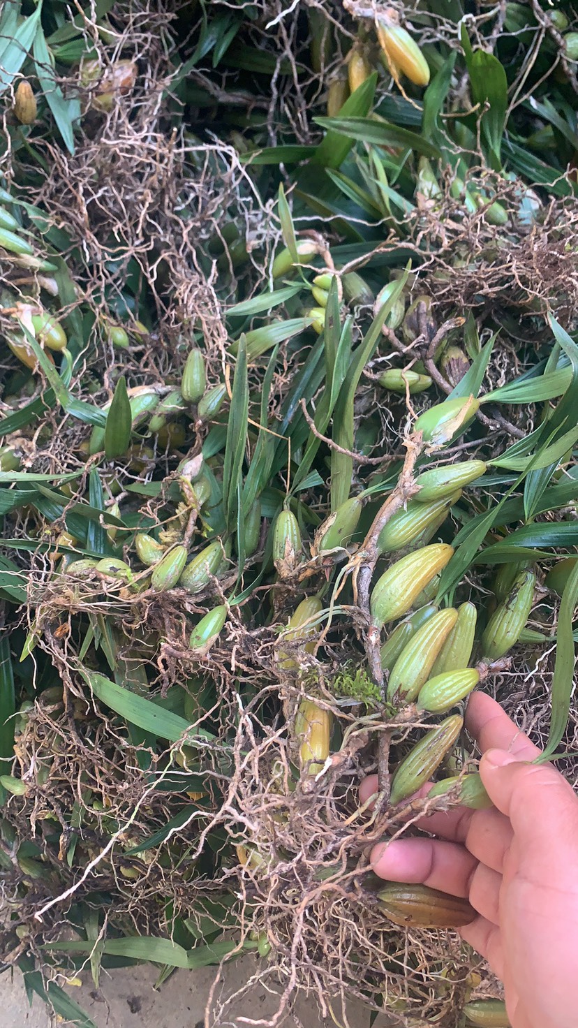 石橄榄 双叶大果 云南特产 量大从优 100斤包邮