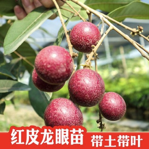 灵山县红壳龙眼苗 龙眼苗 泰国新品种 带土带叶带杯发货 成活率高