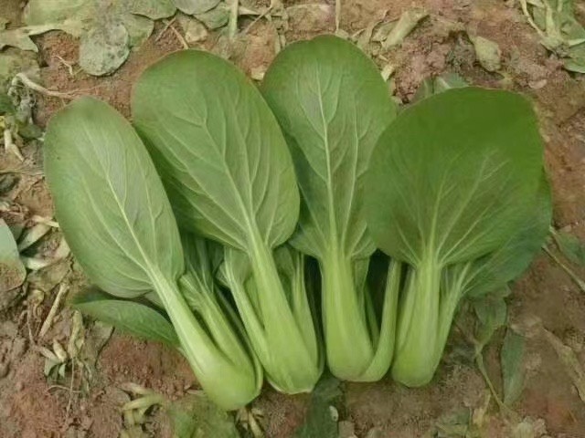曹县大量出售上海青。小白菜。质量保证。货源充足。
