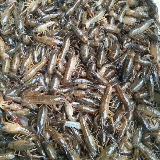 潜江市小龙虾苗