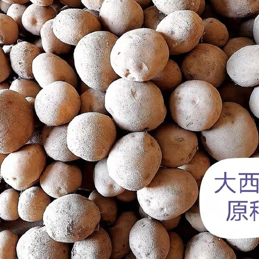 渭源县大西洋土豆 优质大西洋原种 量大价优