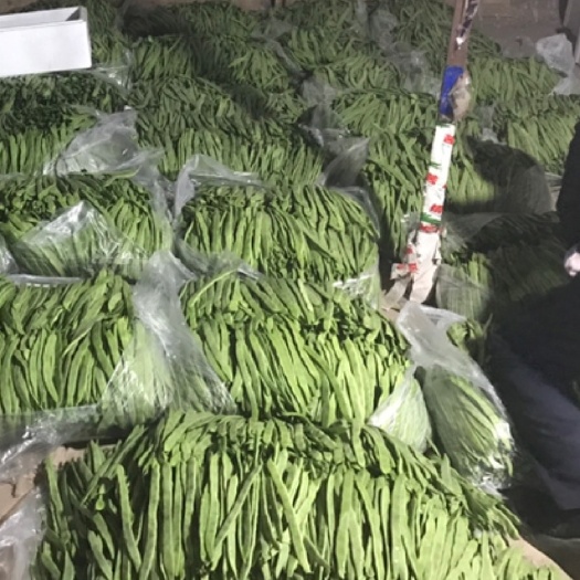 壽光市綠扁豆 扁豆