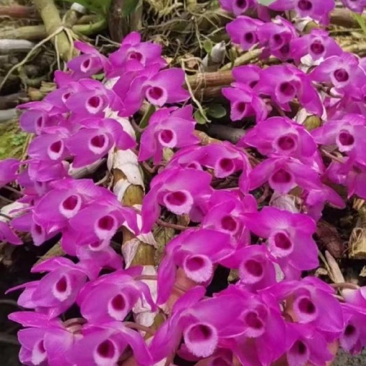 赤水市石斛种苗【带花苞】Den.parishii 石斛兰-大量 易