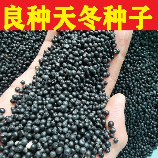 马关县天门冬种子 云南优质大天冬种子 种苗 天门冬种籽 天冬种子