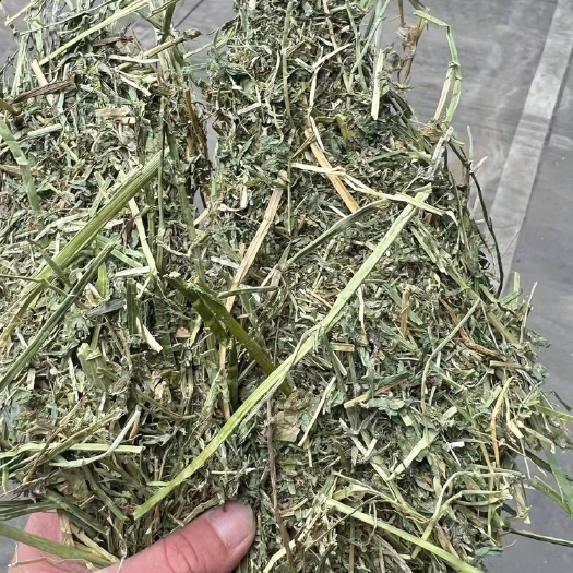 天津苜蓿草饲料 西班牙苜蓿草
