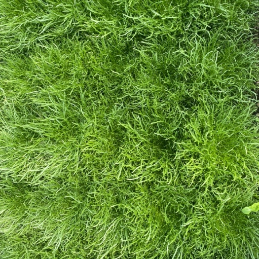 昌乐县苦菊 现有苦苣5万斤