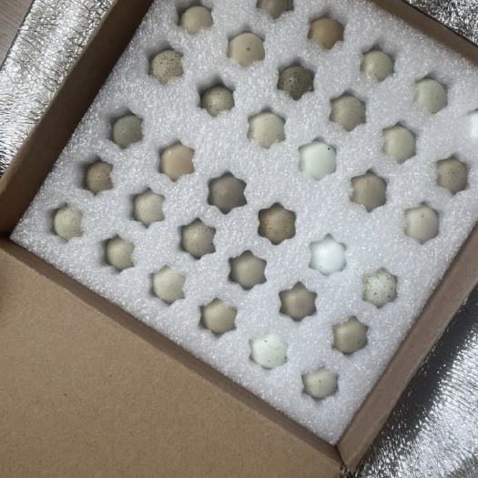 深圳芦丁鸡种蛋受精蛋可孵化 受精率80 迷你鸡蛋