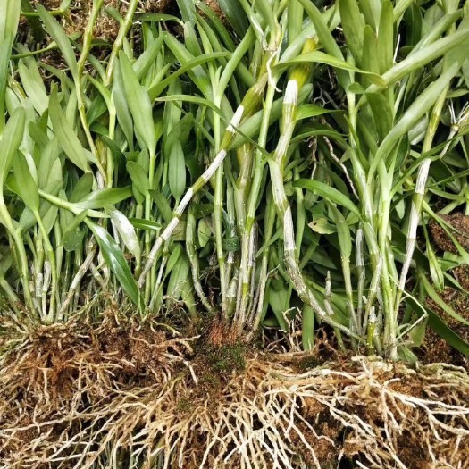 赤水市【2年苗】金钗石斛种苗大量批发 量多超优惠