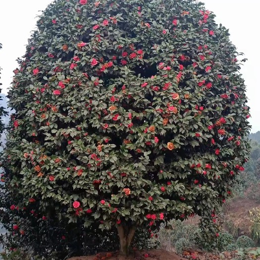 高县 精品茶花树