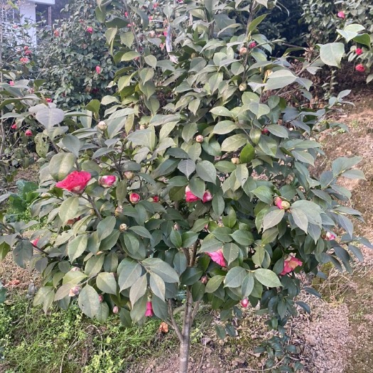 高县 精品茶花树