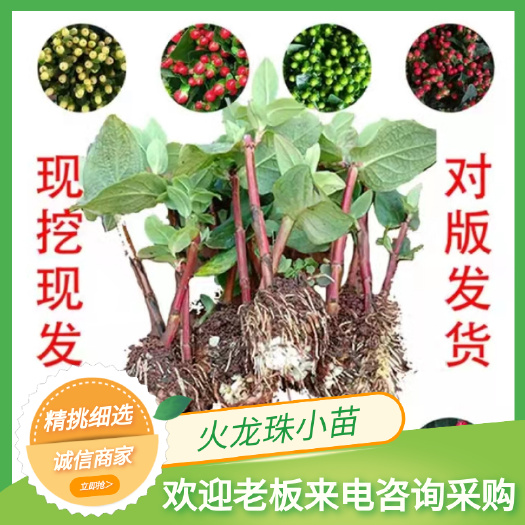 昆明云南火龙珠相思豆香槟大果中果红四季开花鲜切庭院盆栽扦插苗