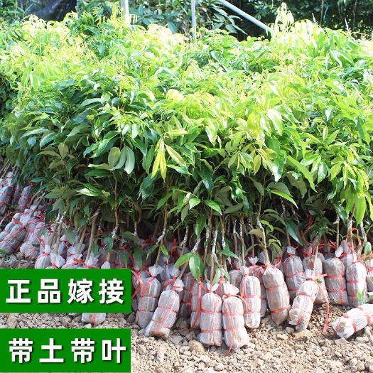 灵山县桂味荔枝苗 广西灵山本土荔枝苗 批发零售 带土带叶发货