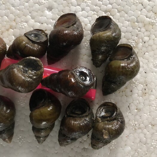 监利市 精品石螺炮头，一手货源，青红色薄壳，肉质饱满！价格优惠！