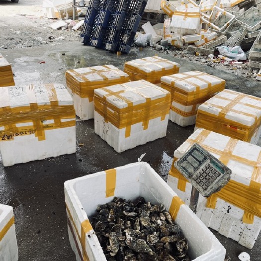诏安县净化蚝 福建生蚝鲜活牡蛎整箱批发需要的私聊下单，每天都是鲜活生蚝，