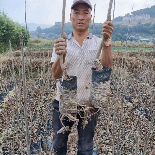 景东县美国山核桃袋装嫁接苗，碧根果苗，美国山核桃苗，薄壳山核桃苗